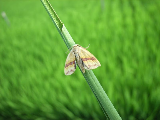 شناخت کرم برگخوار برنج و نحوه ی مبارزه